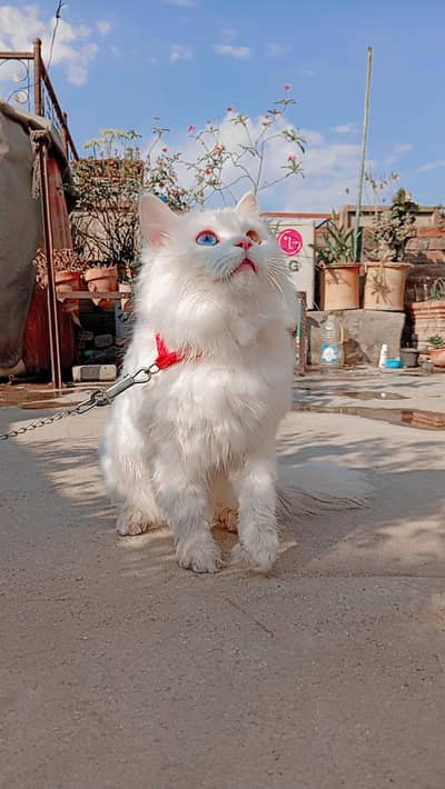 triple coated pair male odd eyes and female hazel eyes