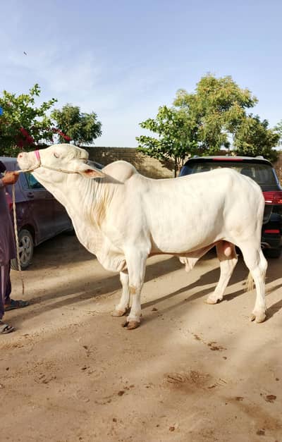 Albino Eyes Gulabi Bachra (Bull)