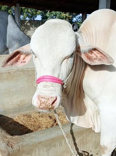 Albino Eyes Gulabi Bachra (Bull)