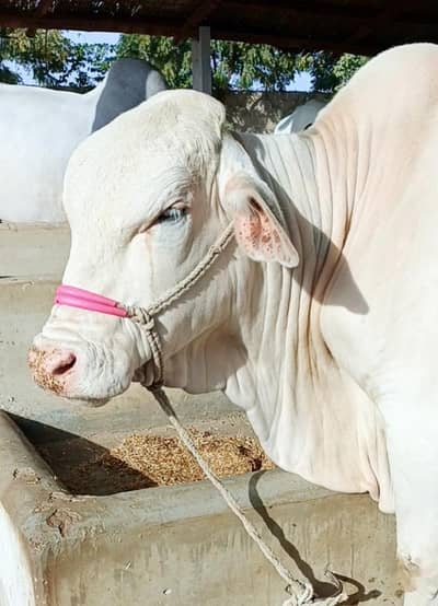 Albino Eyes Gulabi Bachra (Bull)