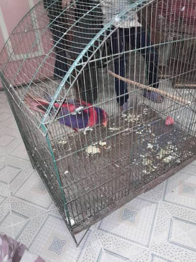 Hand tamed fully friendly