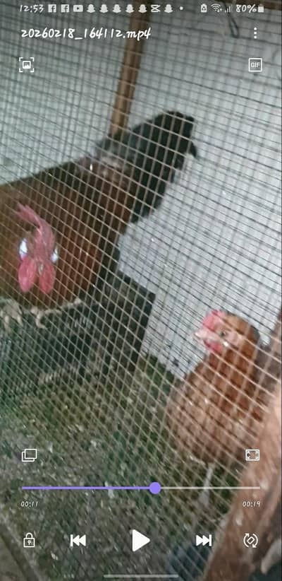 Desi pair Golden mesri