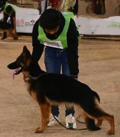 Pedigree gsd breeder female