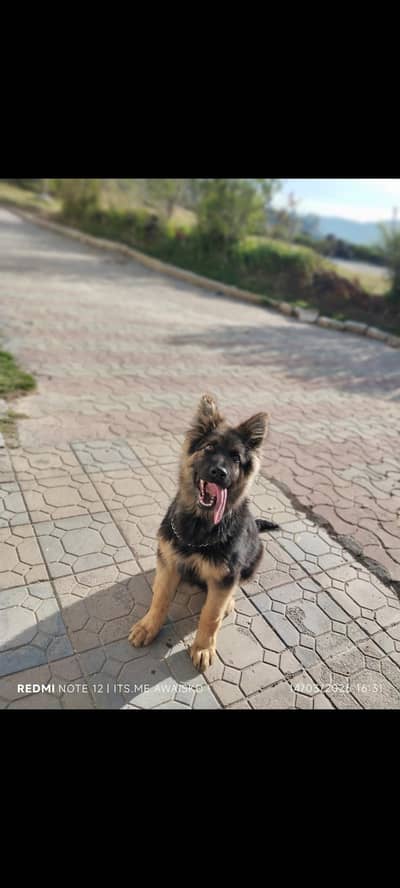 long coat german shephered