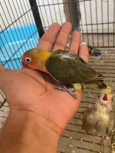 hnd tame chicks available best age for tame