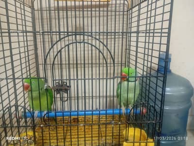 Talking Raw parrots pair (with stylish cage)