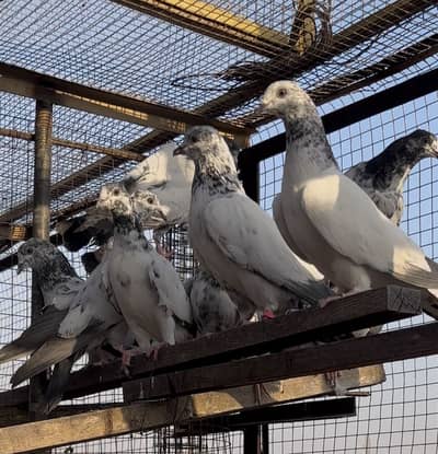 Premium High Flying / Parvazi Pathay – Ustad Sakhi Wala