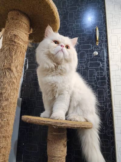 Pure Persian punch face Near to piki male available