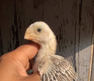 Indian parrot beak long tail