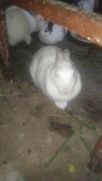 NEWZELAND RABBITS ( Rawalakot) Sale sale sale