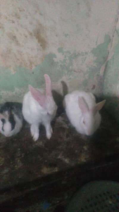 NEWZELAND RABBITS ( Rawalakot) Sale sale sale