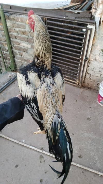 sawa asel redi for sezain