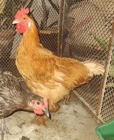 Golden Buff Male Young 7 Months