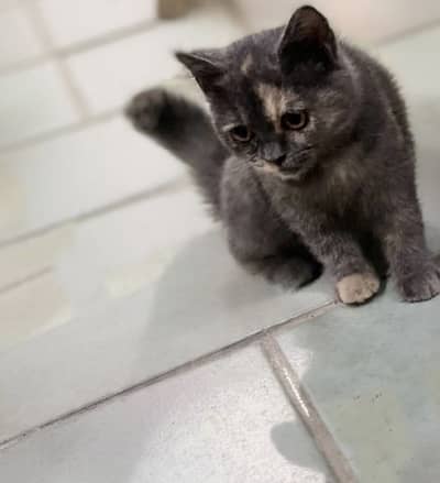 British Shorthair Kitten