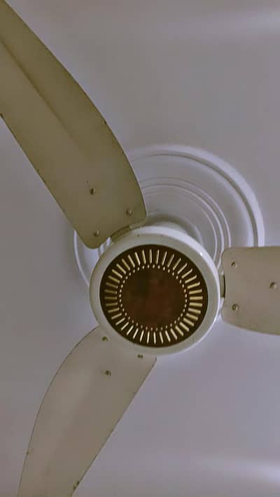 Tamoor fans lish condition