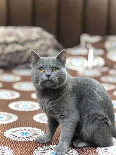 British short hair Male Available