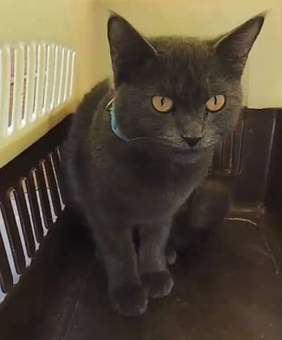 British Shorthair Pregnant Female