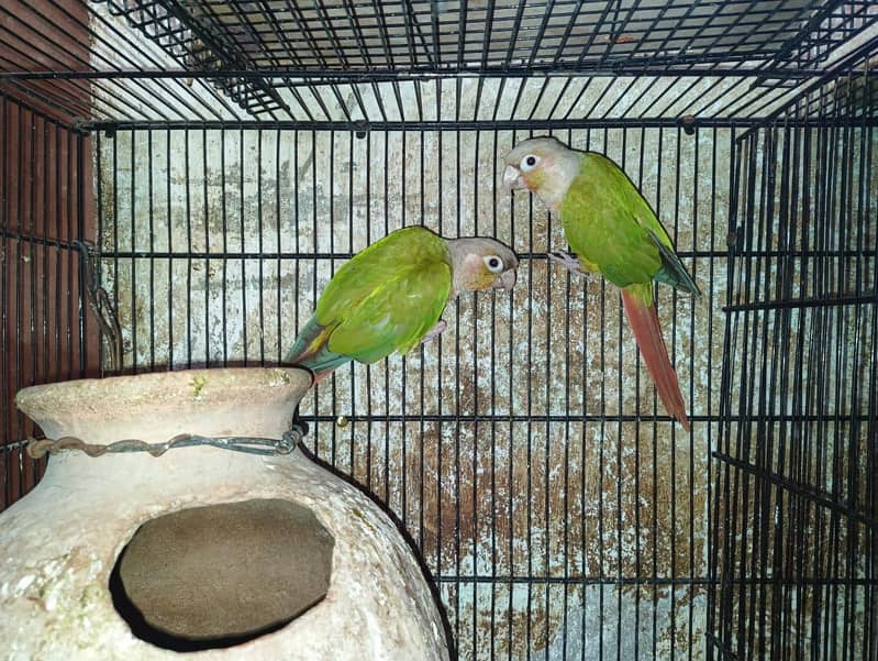 Pineapple conure 0
