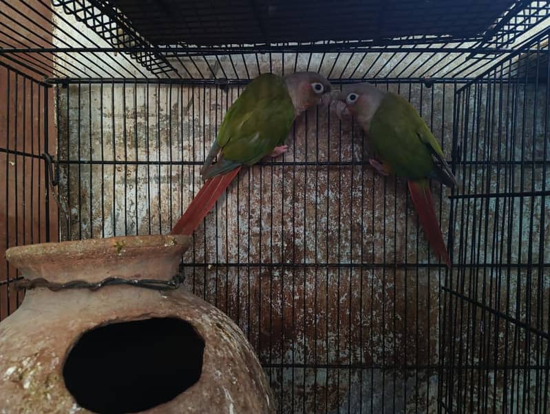 Pineapple conure 1