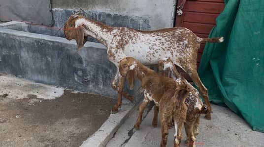 Goat/Bakri with kids بکری