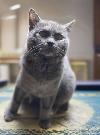 British Shorthair Female