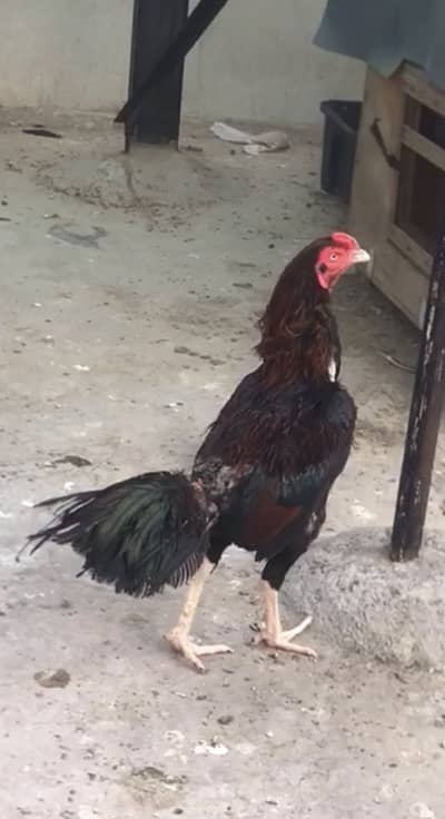 Mian wali ha home bread ha 03177037767