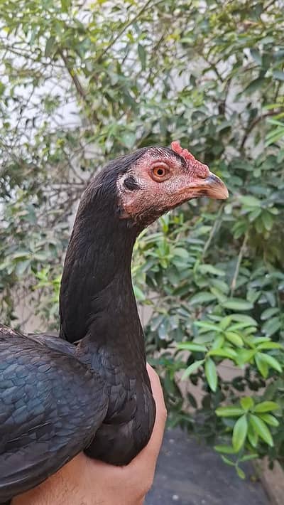 Thai Aseel Hen Locker