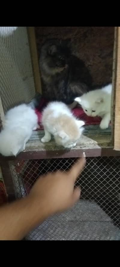 Persian breed kitten healthy and active