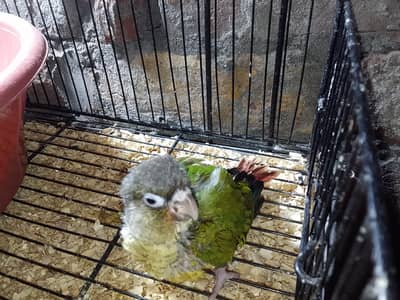 yellow sided conure and cockatiel chicks