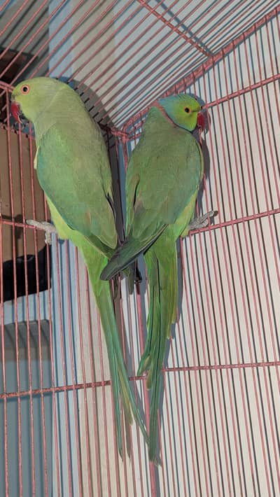 ring nack breeder pair