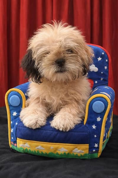 Shih Tzu Male Puppy For Sale