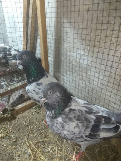 tadey male ferozpuri female