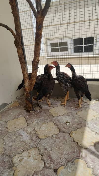 egs chicks hens roosters available