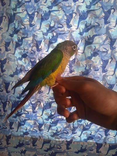 TAMED CONURE MALE FOR SALE