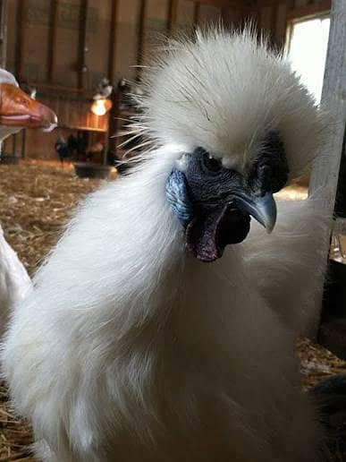 whithe silkie