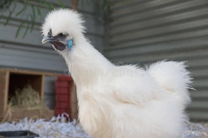 whithe silkie 1