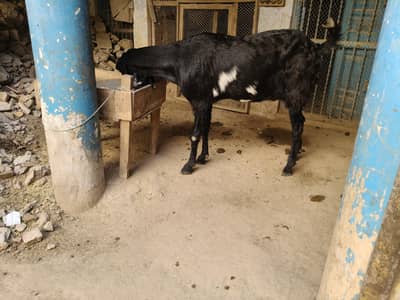 dasi Kali Dade goat for sale healthy and active