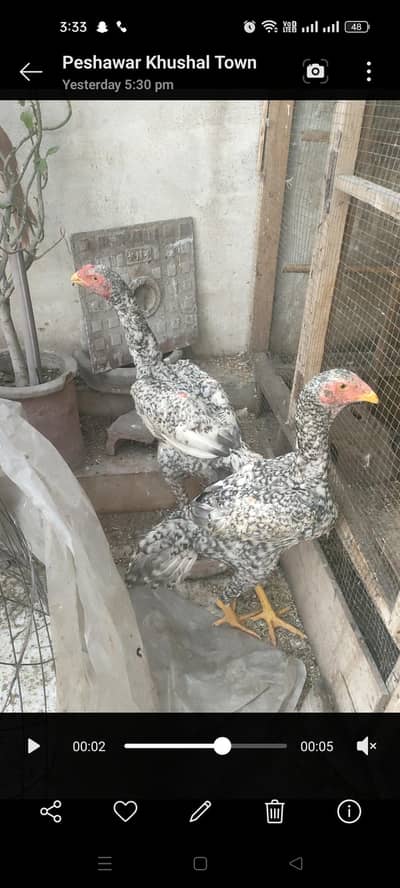 shamo aseel big size coco