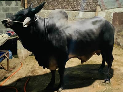 Bachray or bachiya for qubani 2026