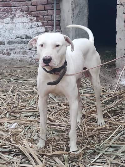 gultair Exchange possible