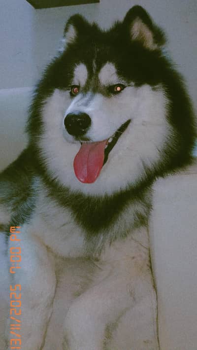 show quality wolly coat male available