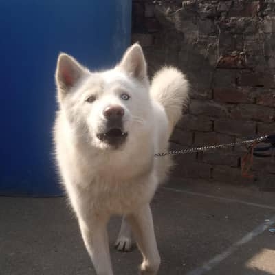 Siberian husky Male (white) ODD eyes