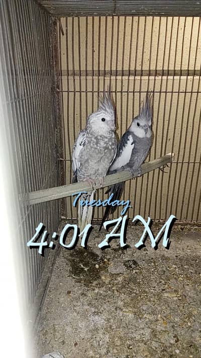 Coacktaisl charcoal pair