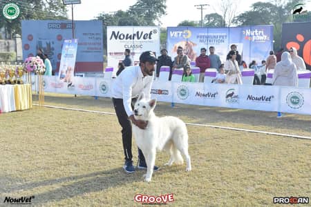 White swiss shepherd available for stud only