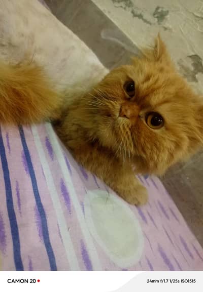 cat Persian for sale 03708460124 is number per raabta karna hai