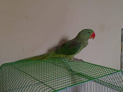 raw parrot male talking karta hai