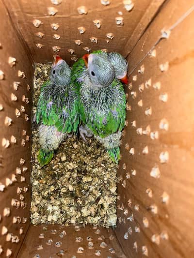 Green Parrot chicks
