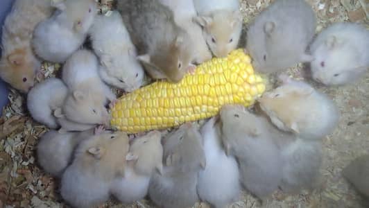 (WEEKEND OFFER)  Hamster, Wheel & Bottle available,