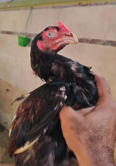 HIGH QUALITY MIAWALI ASEEL PATHA