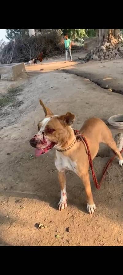 Boht achy bachy bnati Hy or shikr py b lgi hy